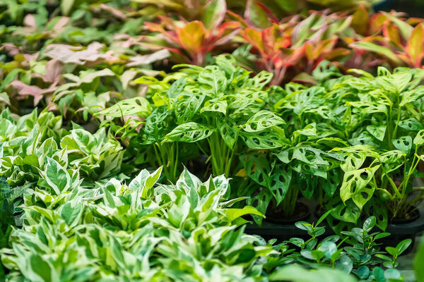 Красивые листья деревьев на рынке растений в Таиланде.