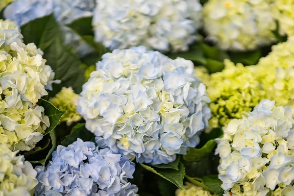 Belles Fleurs Marché Aux Plantes Thaïlande Images De Stock Libres De Droits