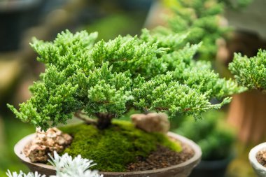 Tayland 'daki bitki pazarındaki Bonsai ağacı..