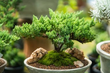 Tayland 'daki bitki pazarındaki Bonsai ağacı..