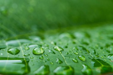 Sabah yeşil muz yapraklarına yağmur damlaları düşer..