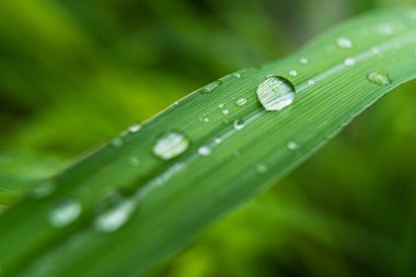 Gündüz yağmurdan sonra yeşil çimlerin üzerine açık yağmur damlaları. Duvar kağıdı ve arkaplan için fotoğraf. Doğa fotoğrafı güzel ve ferahlatıcı görünüyor..