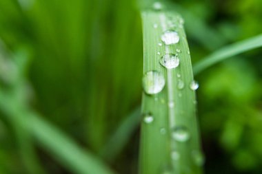 Gündüz yağmurdan sonra yeşil çimlerin üzerine açık yağmur damlaları. Duvar kağıdı ve arkaplan için fotoğraf. Doğa fotoğrafı güzel ve ferahlatıcı görünüyor..