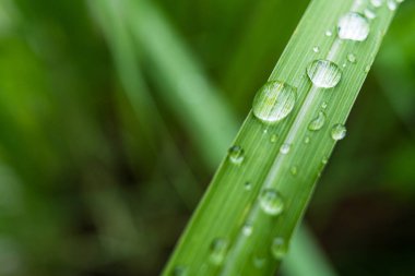 Gündüz yağmurdan sonra yeşil çimlerin üzerine açık yağmur damlaları. Duvar kağıdı ve arkaplan için fotoğraf. Doğa fotoğrafı güzel ve ferahlatıcı görünüyor..