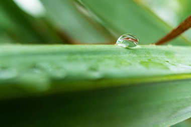Gündüz yağmurdan sonra yeşil çimlerin üzerine açık yağmur damlaları. Duvar kağıdı ve arkaplan için fotoğraf. Doğa fotoğrafı güzel ve ferahlatıcı görünüyor..