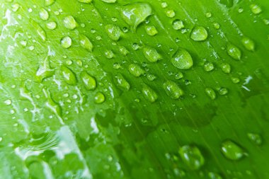 Sabahın köründe yağmurdan sonra su damlasıyla birlikte güzel yeşil yaprağın makro yakın çekimi..