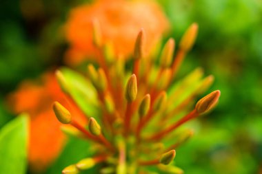 Kırmızı çiçeklere yağmur damlaları