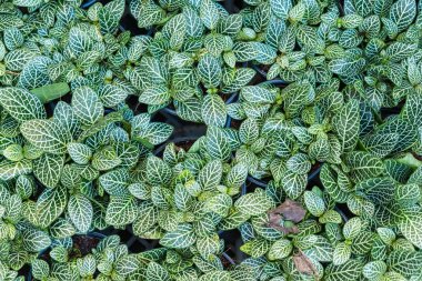 Arkaplan için yeşil yapraklar