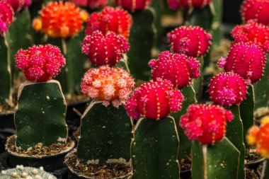 Kırmızı ve sarı tencerede küçük kaktüs.