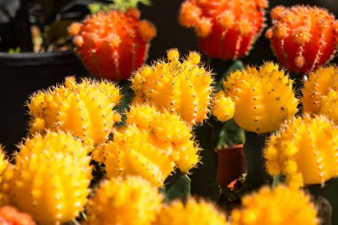 Kırmızı ve sarı tencerede küçük kaktüs.