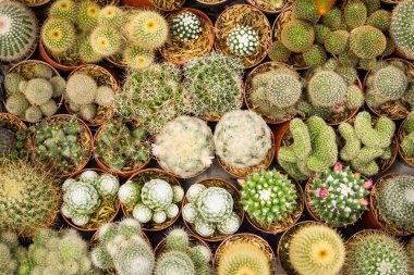 Çiçek saksısında kaktüs var. Arka plan ve doku için güneş ışığı var..