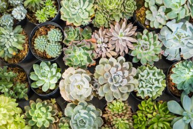 Crassulaceae 'ye yakın, evin ve bahçenin genel dekorasyonu için kullanılıyor..