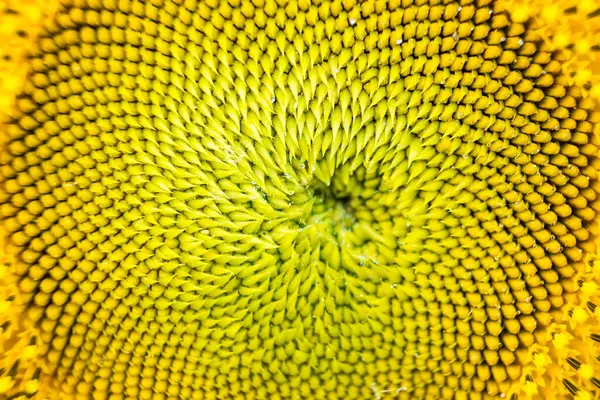 Extreme close up sunflower flower pollen detail