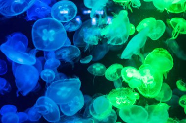 Suyun altında renkli denizanaları, suda hareket eden denizanaları. Akvaryumdaki denizanasına güzel bir ışık yansıması.