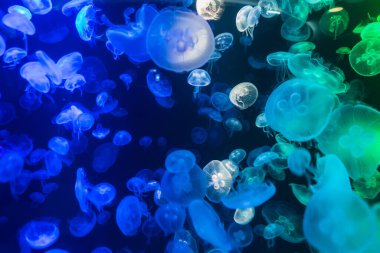 Suyun altında renkli denizanaları, suda hareket eden denizanaları. Akvaryumdaki denizanasına güzel bir ışık yansıması.