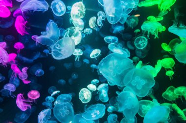 Suyun altında renkli denizanaları, suda hareket eden denizanaları. Akvaryumdaki denizanasına güzel bir ışık yansıması.