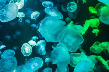 Suyun altında renkli denizanaları, suda hareket eden denizanaları. Akvaryumdaki denizanasına güzel bir ışık yansıması.