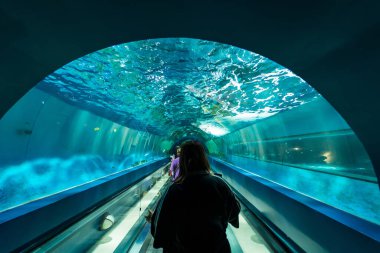 CHONBURI, THAILAND - 15 Ekim 2023: Fotoğraf: Akvaryumun içi Bir Su altı cam tünel CHONBURI, THAILAND.