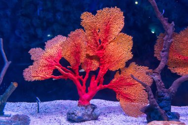 CHONBURI, THAILAND - 15 Ekim 2023: Akvaryumun içi CHONBURI, THAILAND 'daki bir su altı cam tünel.