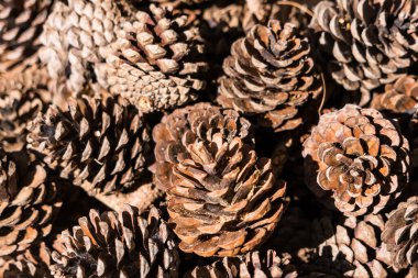 PineCon Arkaplanını Kapat.