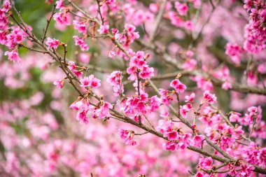 Bahar Bahçesinde Pembe Çiçekler Güzellikle Çiçek Açtı