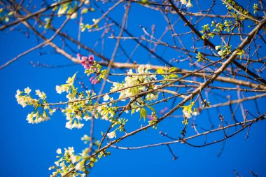 Mavi gökyüzüne karşı beyaz pulm çiçekleri