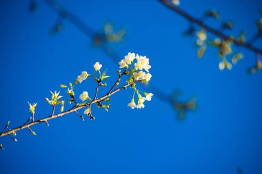 Mavi gökyüzüne karşı beyaz pulm çiçekleri