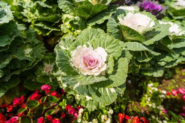 Çiftçinin tarlasından taze lahana. Yeşil lahana bitkilerinin manzarası. Ve mor lahana, zehirli olmayan lahana. Organik.
