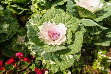 Çiftçinin tarlasından taze lahana. Yeşil lahana bitkilerinin manzarası. Ve mor lahana, zehirli olmayan lahana. Organik.