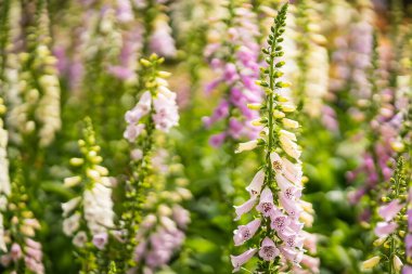 Renkli Aslanağzı Bahçede Çiçek