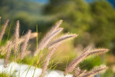 Akşamları arka bahçede güneş ışığını yansıtan otlar. Doğa için kavram.