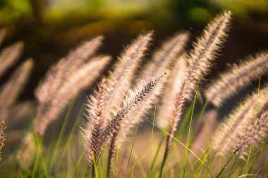 Akşamları arka bahçede güneş ışığını yansıtan otlar. Doğa için kavram.