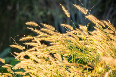 Akşamları arka bahçede güneş ışığını yansıtan otlar. Doğa için kavram.