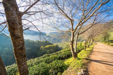 Doi Ang-Khang, Chaing Mai, Tayland 'da 2000 çay çiftliği manzarası