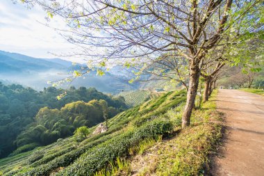 Doi Ang-Khang, Chaing Mai, Tayland 'da 2000 çay çiftliği manzarası