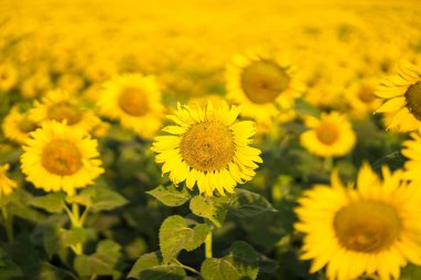 Güneş ışığında açan ayçiçeği. Tayland..
