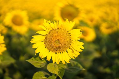 Güneş ışığında açan ayçiçeği. Tayland..