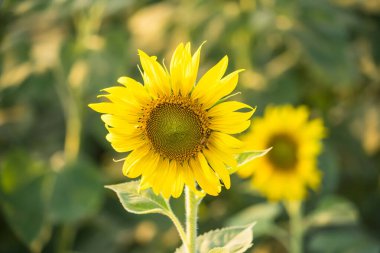Güneş ışığında açan ayçiçeği. Tayland..