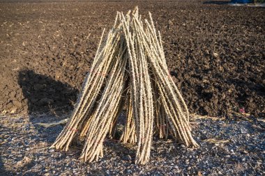 Bir demet manyok. Cassava yetiştir. Cassava tarlası ekimi için hazırlanıyor, bir sürü fidan fidanı yetiştiriyor.