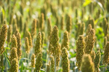 Hasata hazır alanlarda yetişen sorgum taneleri