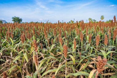 Hasata hazır alanlarda yetişen sorgum taneleri