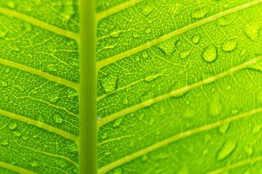 Makro yakın plan Güzel taze yeşil yaprak Sabah güneş ışığı arkaplanı ile su damlası.