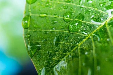 Makro yakın plan Güzel taze yeşil yaprak Sabah güneş ışığı arkaplanı ile su damlası.