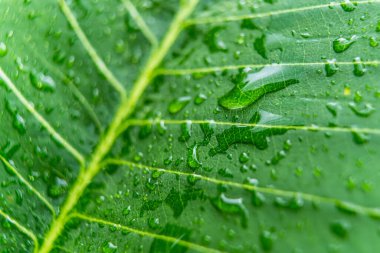 Makro yakın plan Güzel taze yeşil yaprak Sabah güneş ışığı arkaplanı ile su damlası.