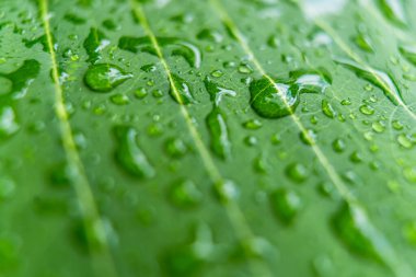 Makro yakın plan Güzel taze yeşil yaprak Sabah güneş ışığı arkaplanı ile su damlası.