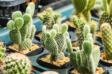 Çiçek saksısında kaktüs var. Arka plan ve doku için güneş ışığı var.