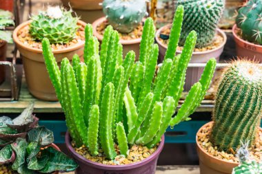 Çiçek saksısında kaktüs var. Arka plan ve doku için güneş ışığı var.