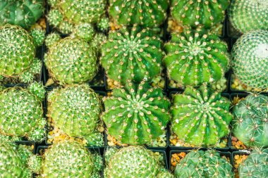 Çiçek saksısında kaktüs var. Arka plan ve doku için güneş ışığı var.