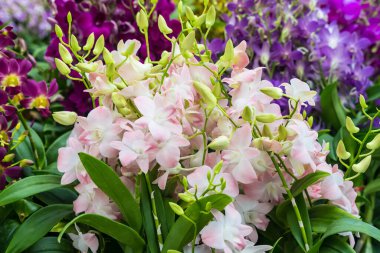 Dışarıda tropik Asya bahçesinde yetişen orkide çiçekleri