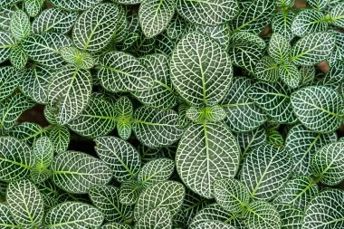 Arkaplan için yeşil yapraklar